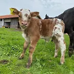 Biohof-feichtinger
