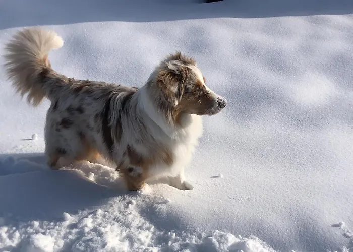 Appartement Biohof-feichtinger *